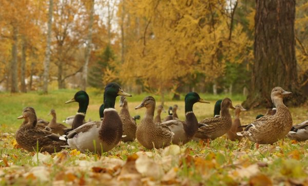Птицы в парке