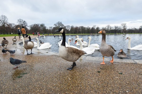 Retiro парк Ducks