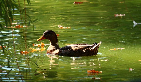 Дикие утки Марий Эл