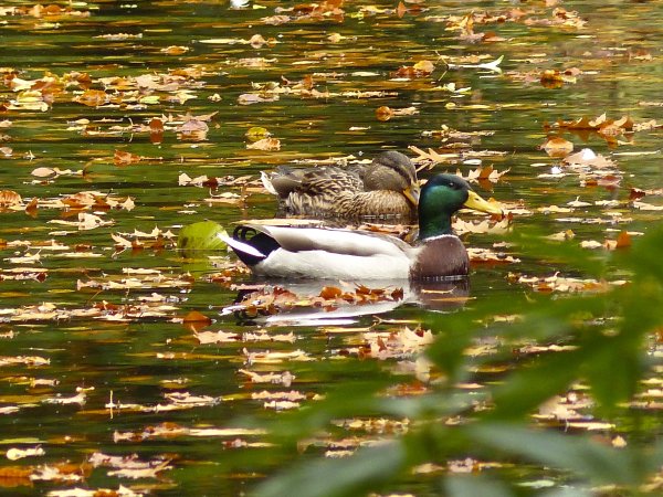 Селезень кряквы осенью