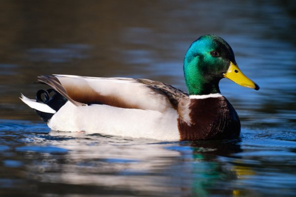 Утка парк Дубки