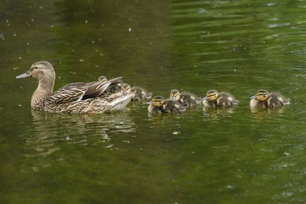 Утки Измайловского лесопарка