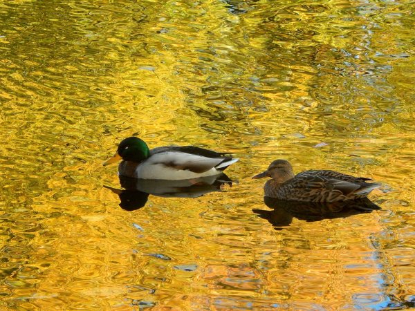Кряква осень