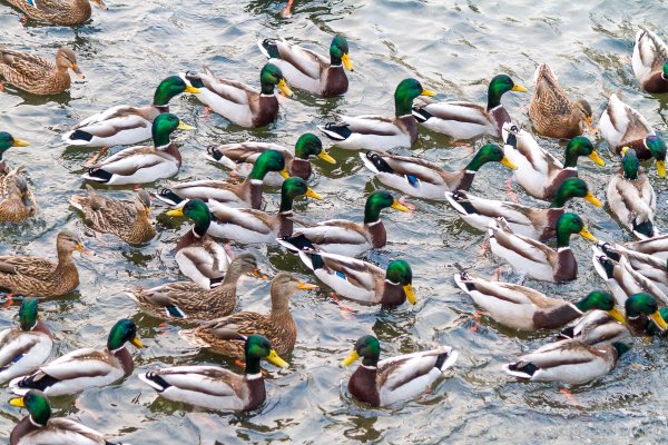 Утки в горпарке Саратов 2021