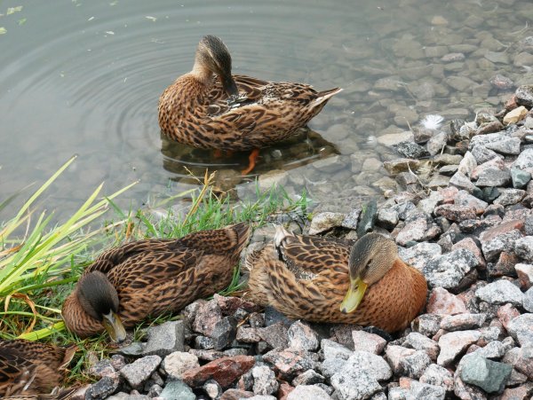 Представители уток
