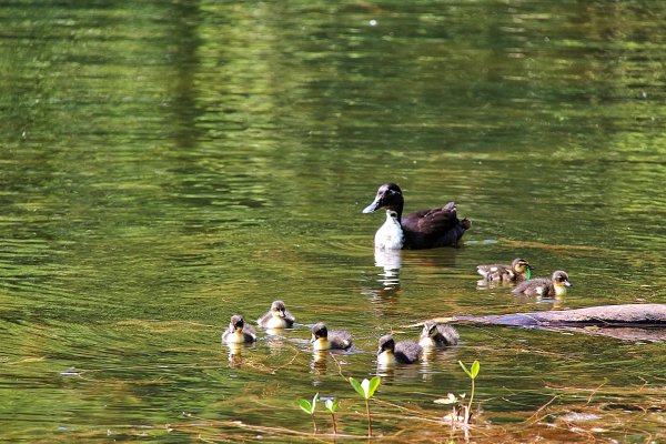 Утка с утятами на пруду