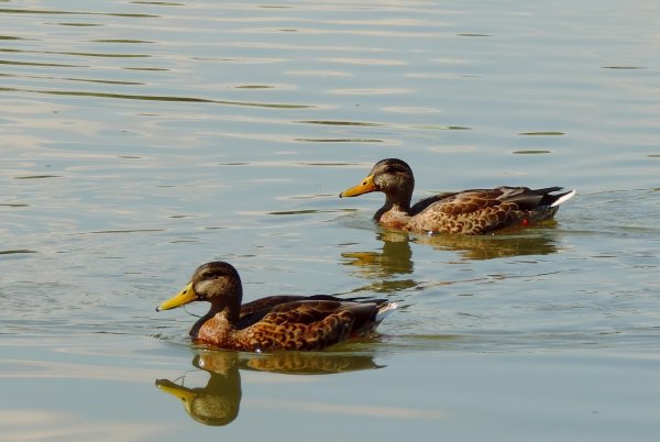 Утки в пруду