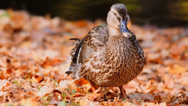 Осенний селезень кряквы