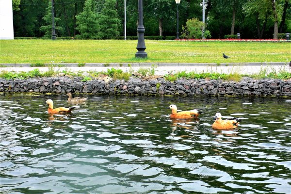 Переславль Залесский парк Утиные пруды