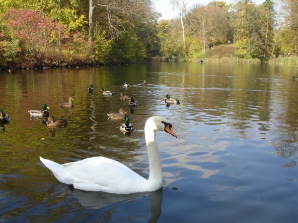 Парк Царицыно озеро с лебедями