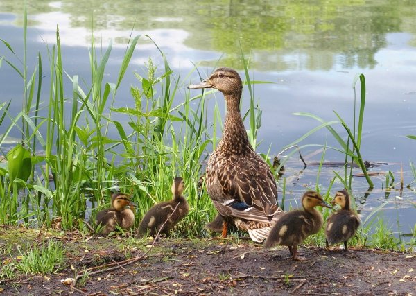 Утка с утятами на пруду
