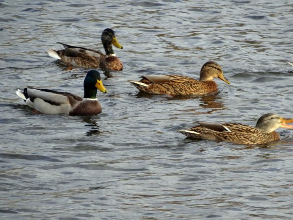 Утки на речке