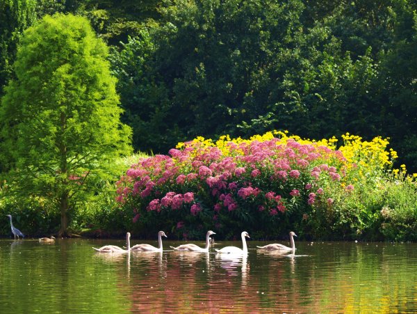 Пейзажный Луговой парк Германия озеро