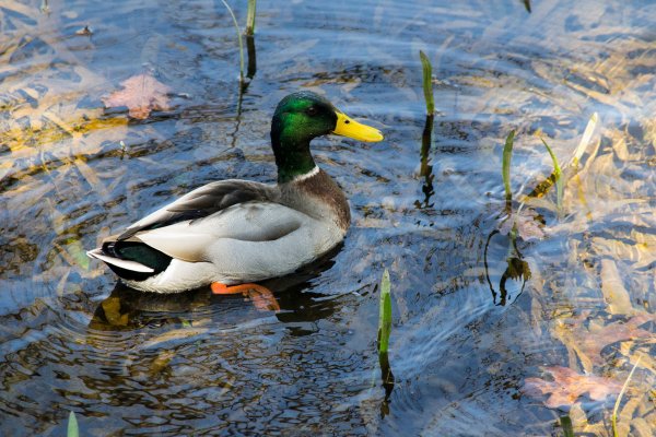 Утка водоплавающая птица кряква