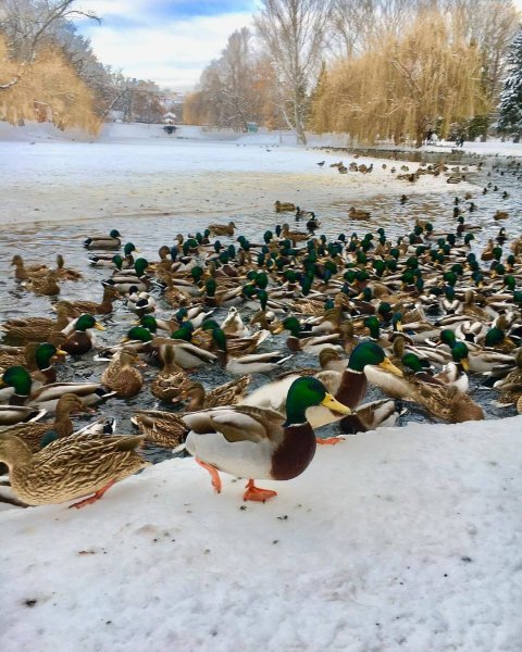 Саратов городской парк утки