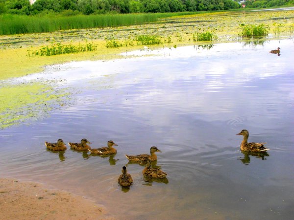 Водоем с утками