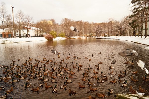 Пруд в Удельном парке