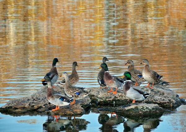 Утки на берегу
