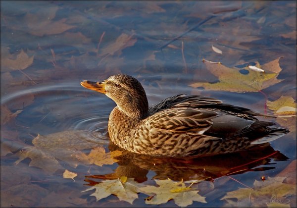 Утка кряква осенью