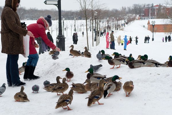 Люди кормят уток