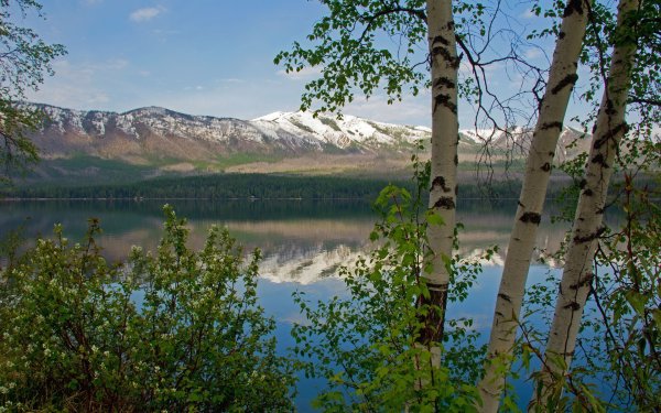 Уральская природа береза
