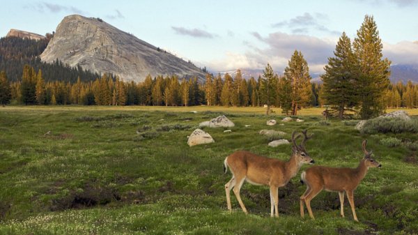 Тункинский национальный парк фауна