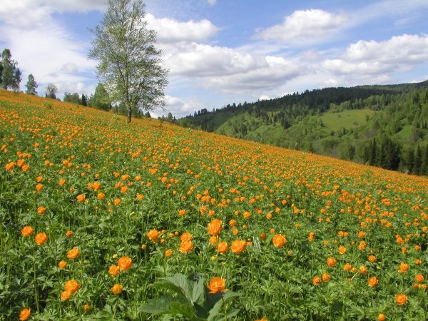Шорский национальный парк Флора