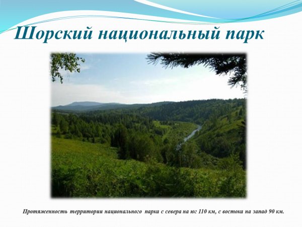 Животные шорского национального парка