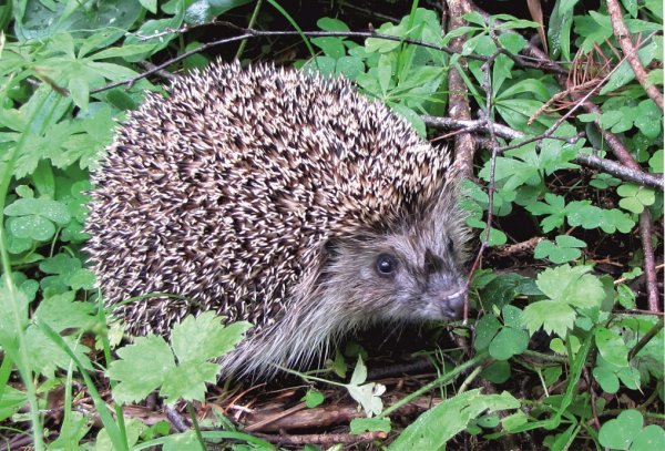 Флора и фауна Ижевска