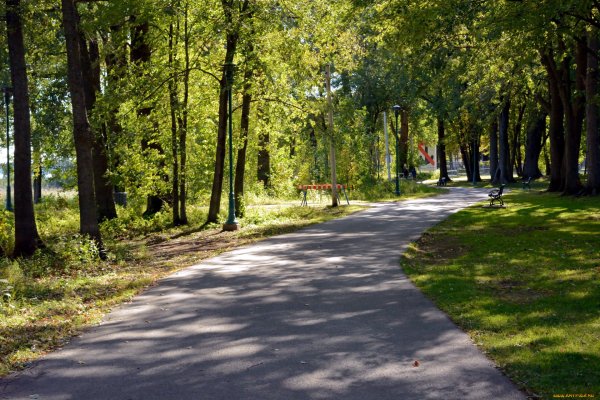 Вид в парке летом