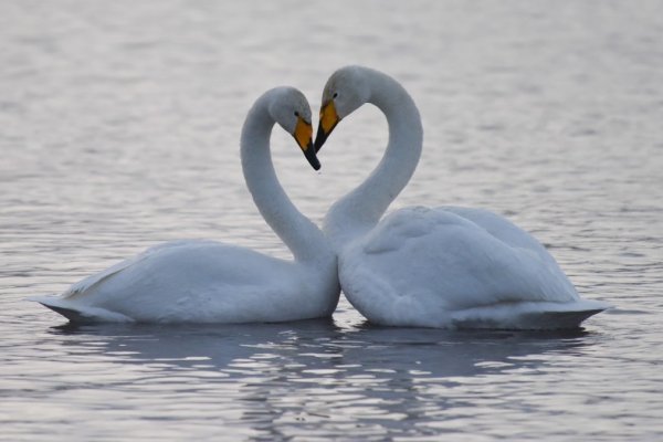 Лебединый заказник Алтайский край