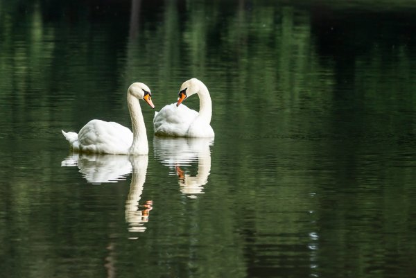 Природа лебеди