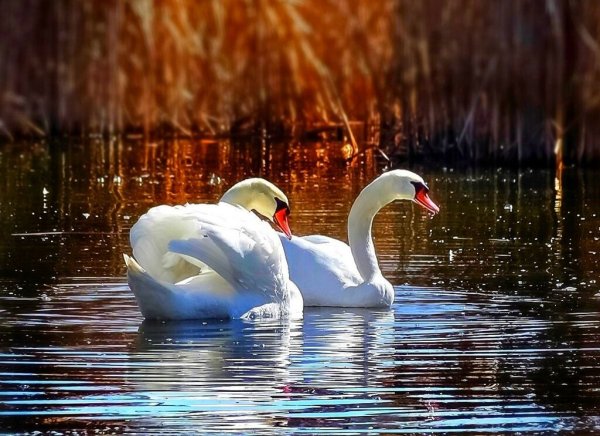 Лебеди в пруду