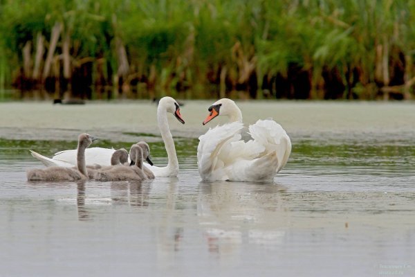 Семья лебедей