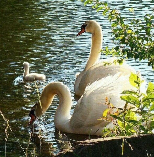 Красивые лебеди на пруду