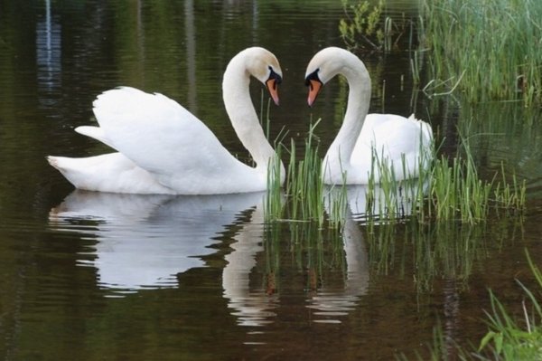 Пара белых лебедей на озере