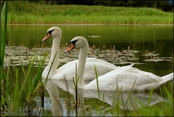 Зеленый лебедь