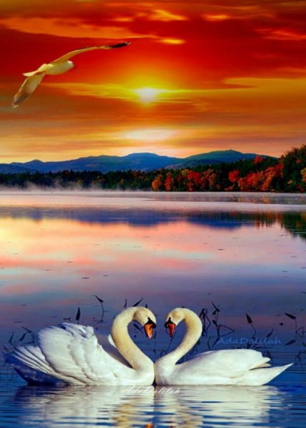 Красивые пейзажи с лебедями