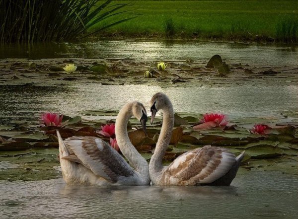 Лебеди на пруду с кувшинками