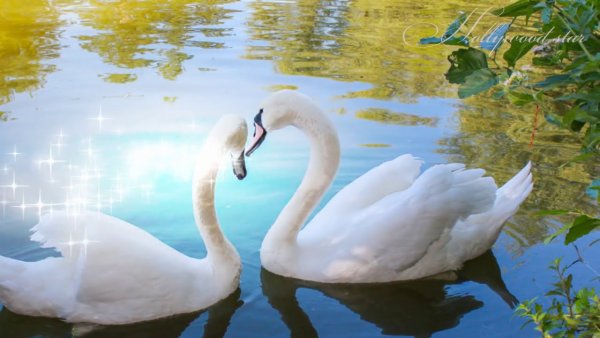 Пара лебедей на пруду