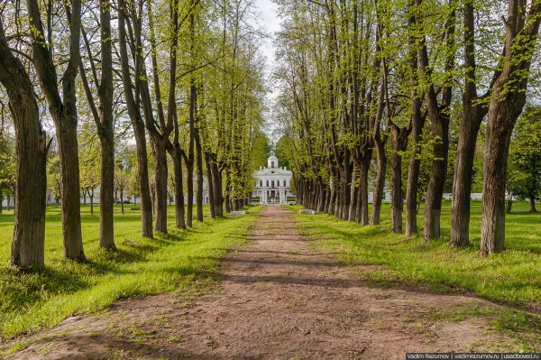 Липовая аллея Ропшинский парк