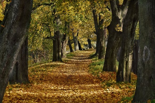 Липовая аллея