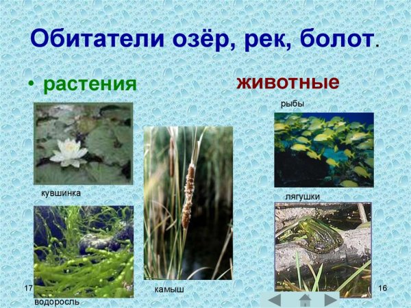 Растения и животные водоемов