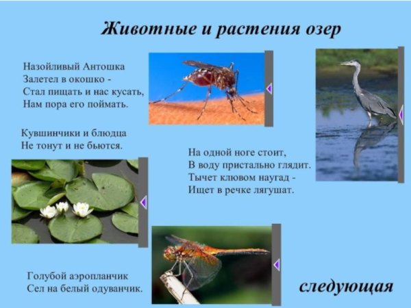 Обитатели озёр и растения
