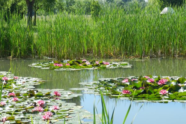 Водные и прибрежные растения