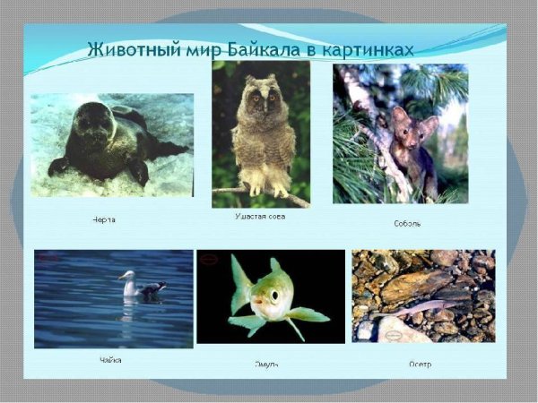 Озеро Байкал и его обитатели
