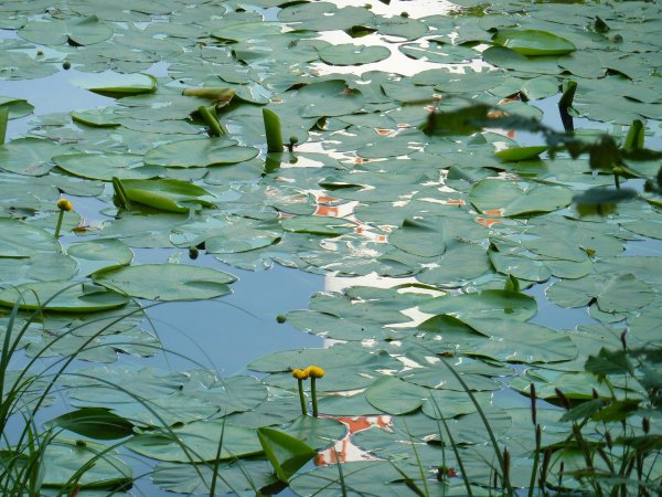Водная растительность
