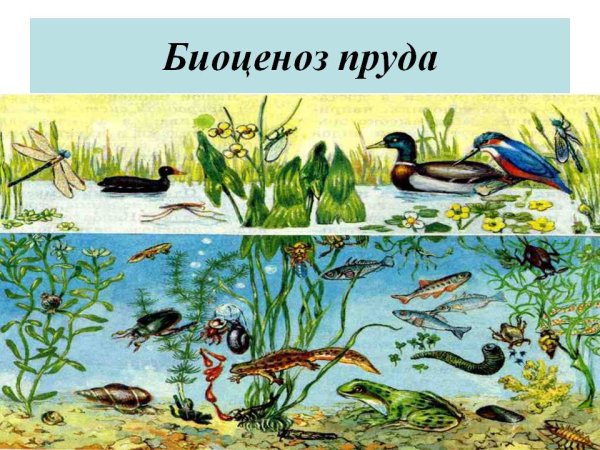 Биоценоз пресного водоема