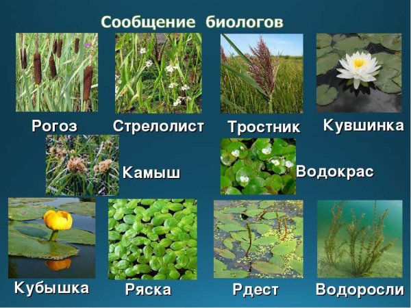 Растения пресных водоемов 4 класс