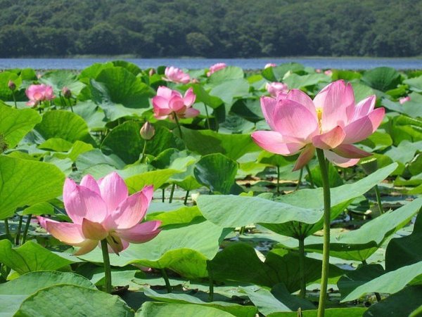 Лотос Комарова Амурская область